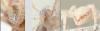 Philodromus sp.